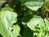 Un pied d'aubergine dans la serre sur pied.
