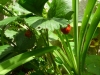 Encore quelques fraises.