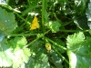 Les fleurs du pied de cougette.