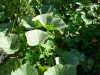 Le pied de courge se propage dans le potager en carrés.