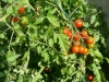 Pied de tomate cerises.