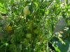 Pied de tomate coeur de boeuf.