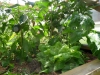 Un pied de salade dans la serre sur pied.