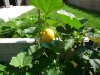 Une courge sur un mur ! Qui ....