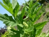 coccinelles-eropeenes