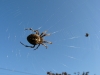 epeire-diademe-en-chasse
