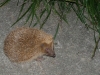 herisson-la-nuit