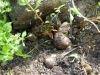 multiplication-des-escargots