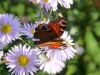 papillon-qui-butine