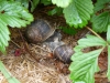 reproduction-des-escargots
