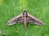 sphinx-des-troenes