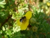 syrphe