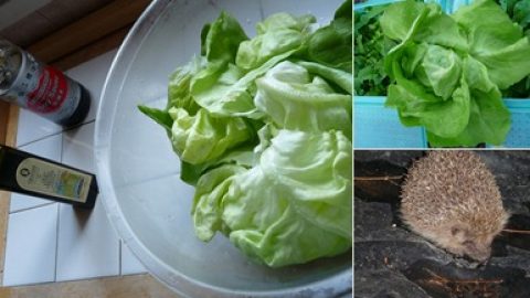 Salade du jardin : un régal !