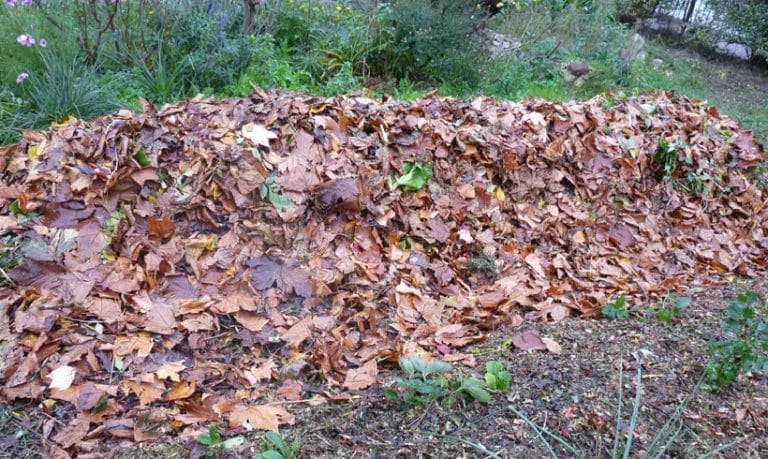 Paillage Butte Avec Feuilles Mortes Mon Potager En Carr S