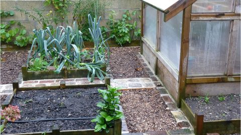 Un p’tit tour dans mon potager en carrés