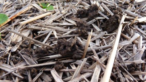 Comment améliorer sa terre ?