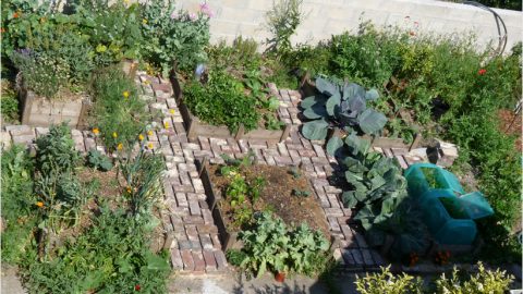 La peau de chagrin version potager