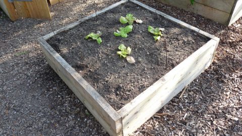 Comment fabriquer un carré de potager pas cher