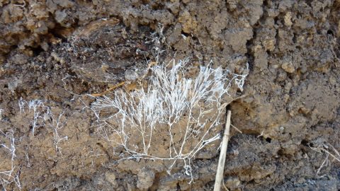 Comment enrichir une terre pauvre ?