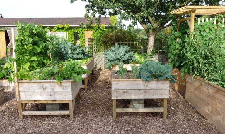 Que planter dans un potager surélevé