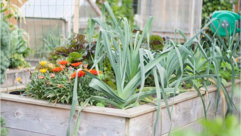 Que planter dans un potager surélevé ?