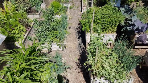 Le potager en carrés en permaculture
