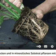 mykorrhizza_wurzelballen01_red