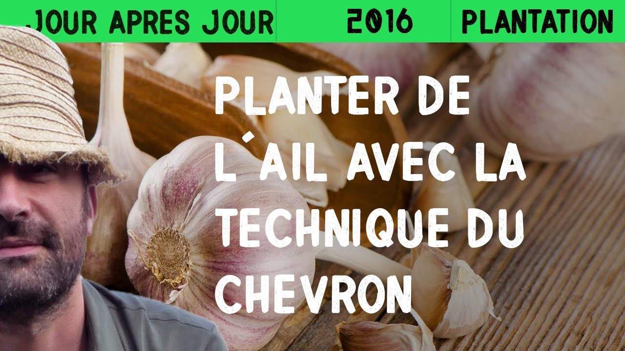 Planter de l'ail avec la technique du chevron
