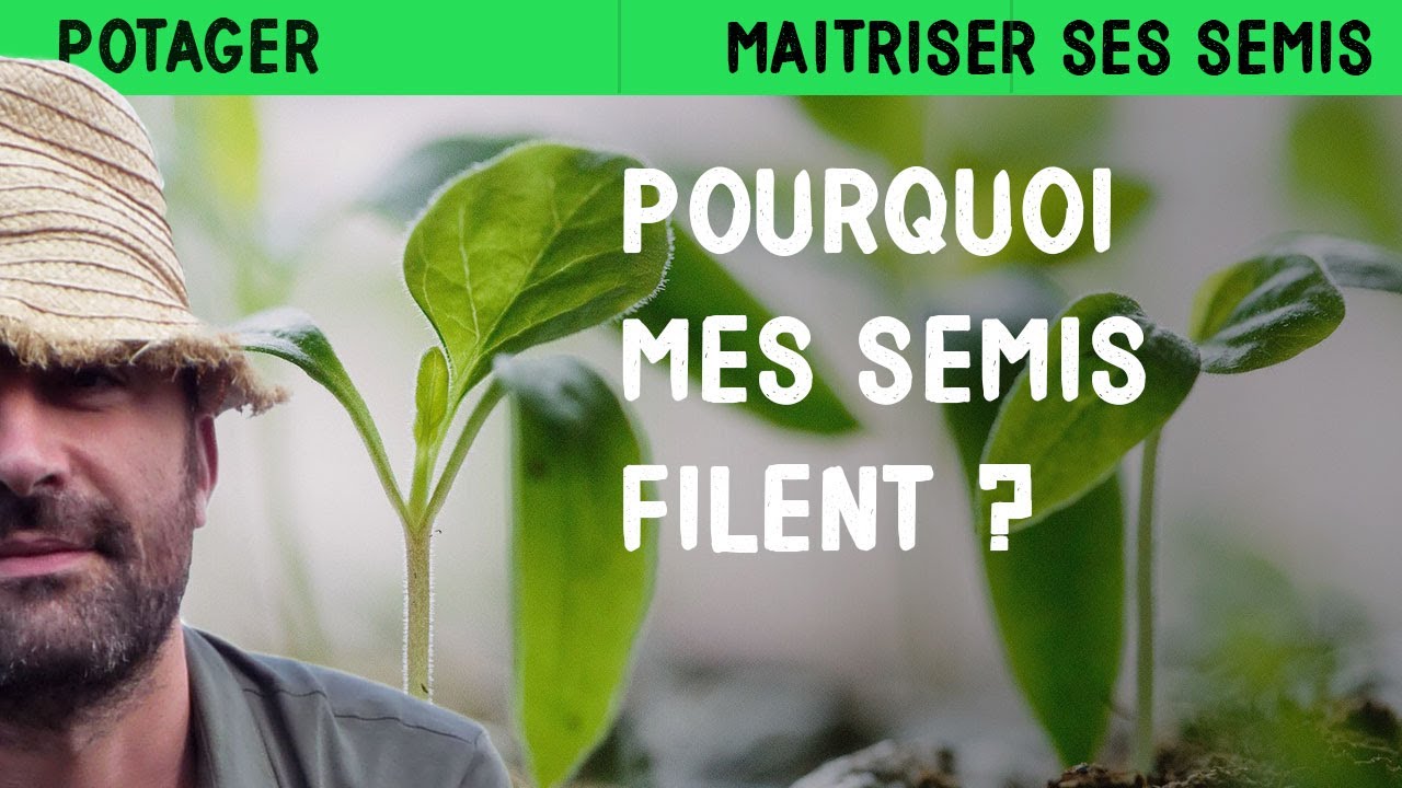 Semis fragiles et allongés : Comment corriger ce problème facilement