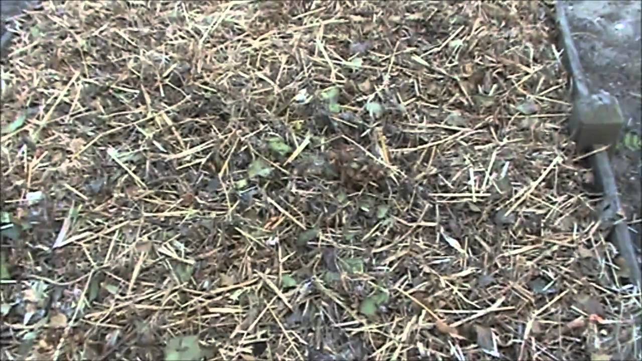 Compostage de surface sur les carrés de potager