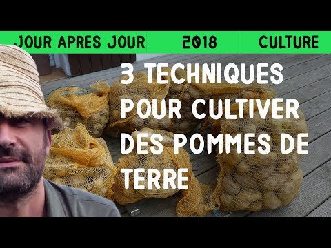 3 techniques pour cultiver des pommes de terre dont deux sans travail du sol