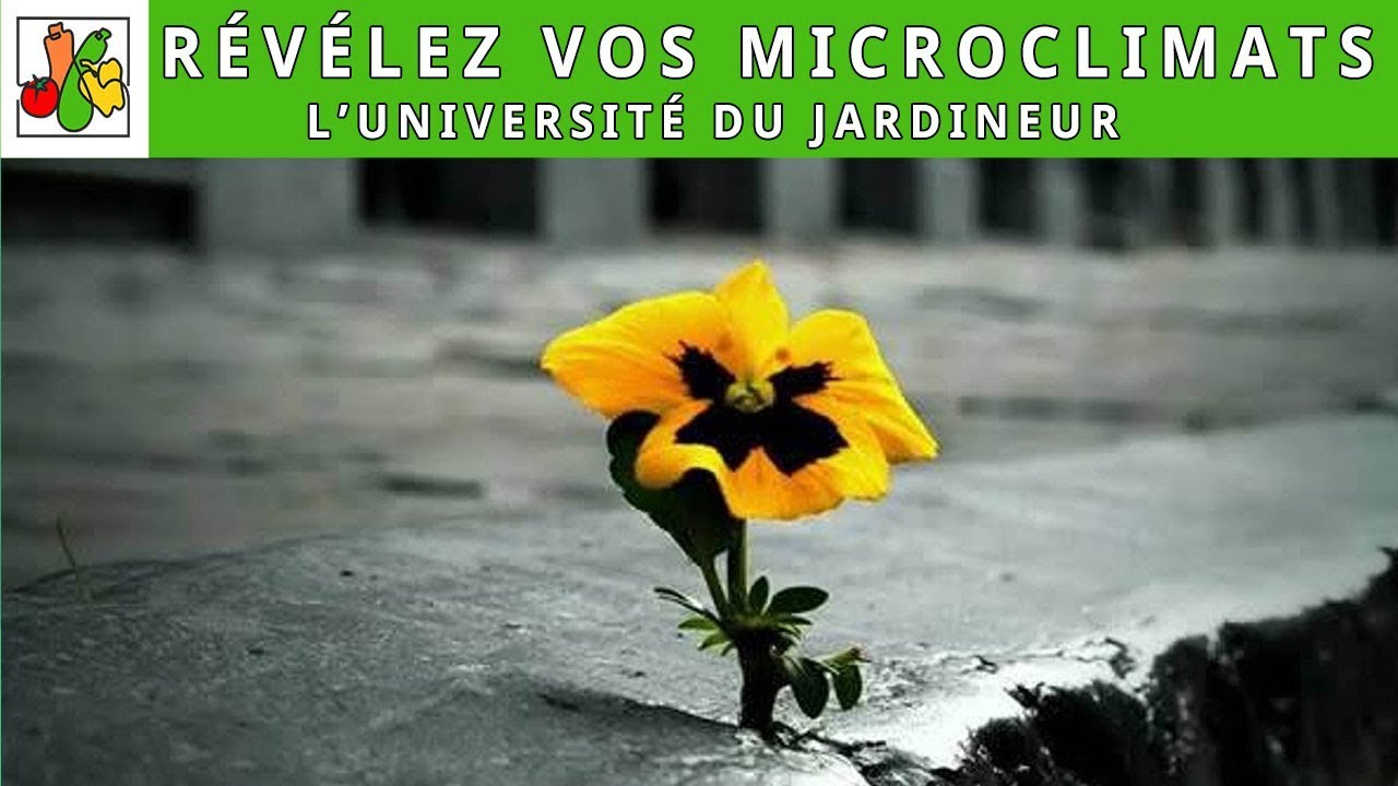 Révélez les microclimats de votre potager