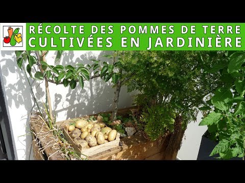 Récolte des pommes de terre cultivées en jardinière