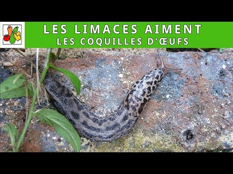 Les coquilles d'œufs, un remède contre les limaces ? | Test dans le jardin