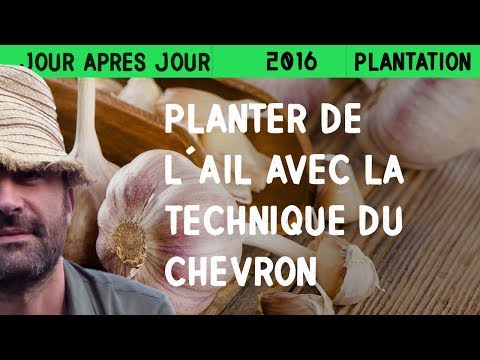 Planter de l'ail avec la technique du chevron