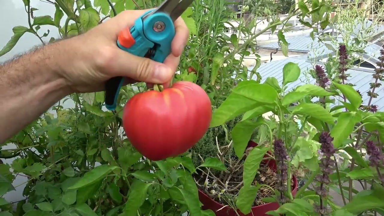 Récolter des tomates en pagaille sur une terrasse ou un balcon : Potager en pots & permaculture