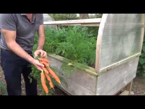 Cultiver des carottes dans un potager sur pieds