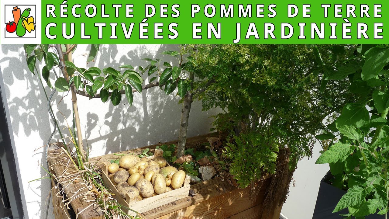 Récolte des pommes de terre cultivées en jardinière