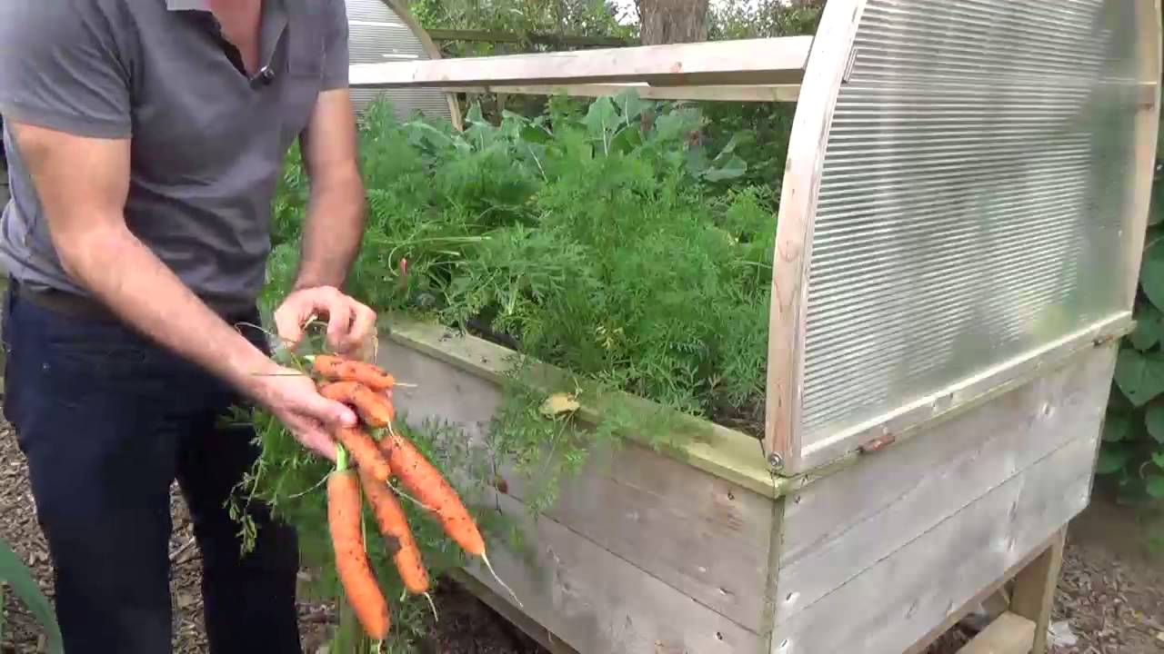 Cultiver des carottes dans un potager sur pieds ou en bacs surélevés