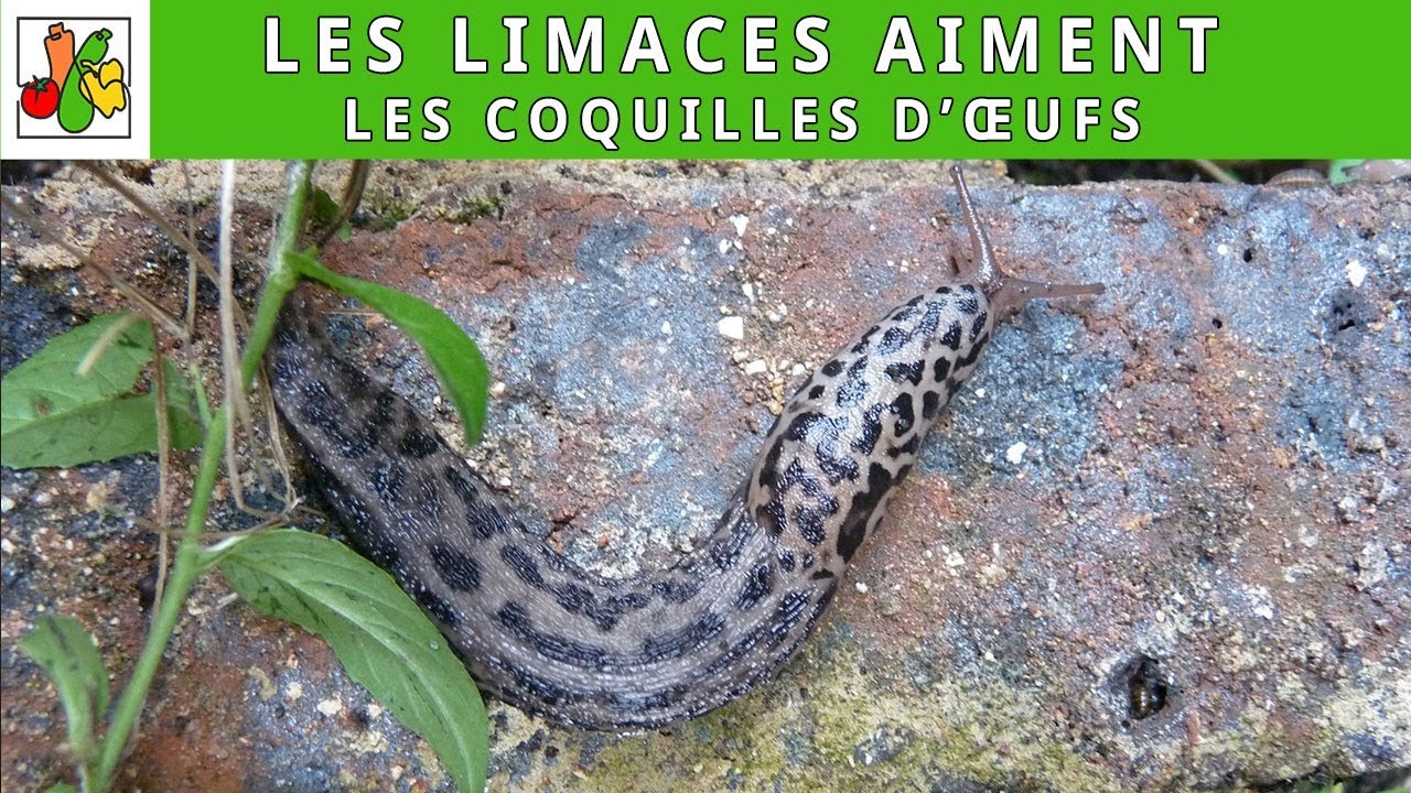 Les coquilles d'œufs, un remède contre les limaces ? | Test dans le jardin