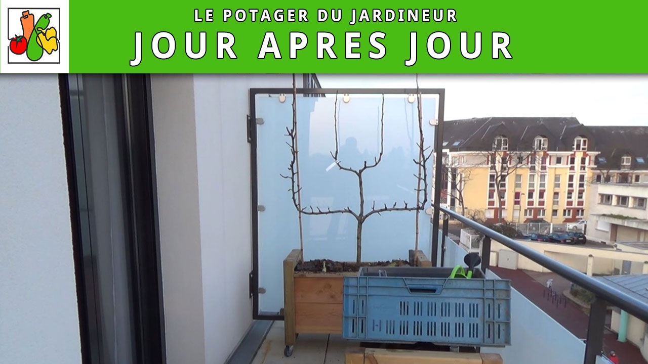 Plantation d'un poirier double U en wicking Bed