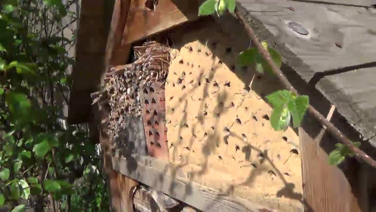 Visite de l'hôtel à insectes 2015