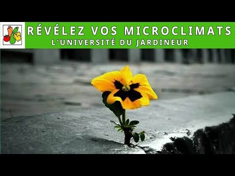 Révélez les microclimats de votre potager