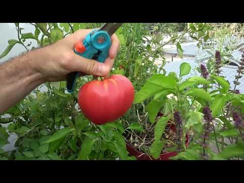 Récolter des tomates en pagaille sur une terrasse ou un balcon : Potager en pots & permaculture