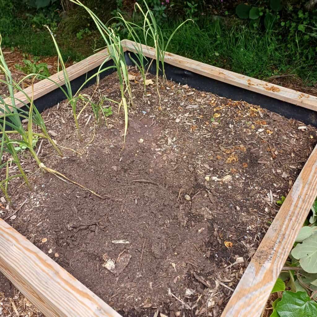 Faim d'azote dans un carré de potager surélevé