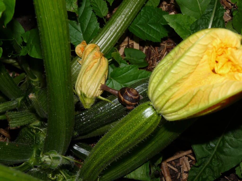 Fleur de courgette mangée par des escargots