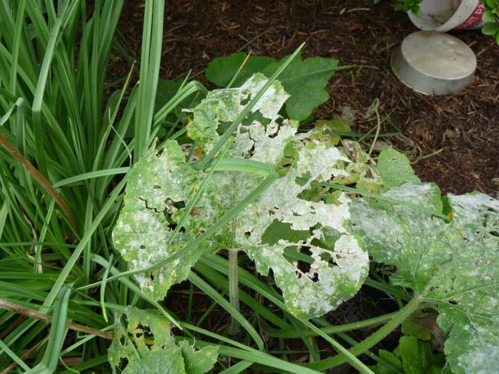 Feuille de courgette couverte d'oidium