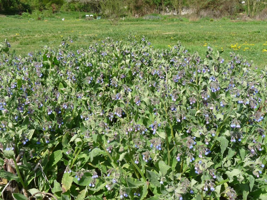 la consoude au potager