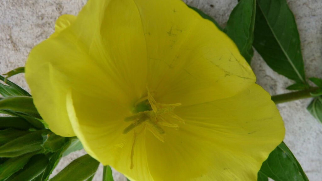 Fleur d'onagre identifier une plante sans application