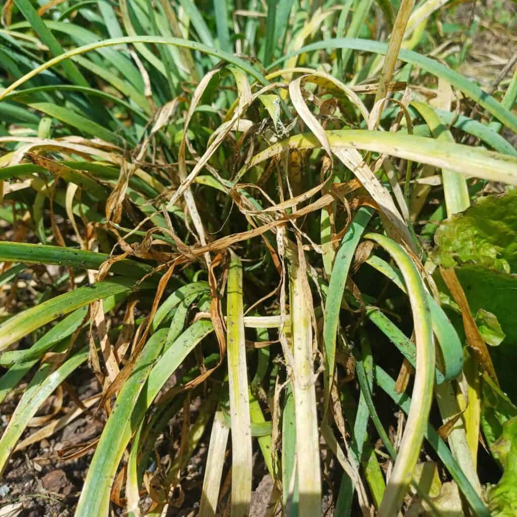 Anti-pucerons naturel sur pied de ciboule de chine